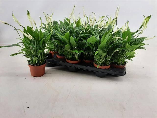 <h4>Spath Chopin</h4>