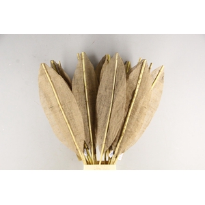 DF Leaf Bamboo Rib 115cm L.Nat