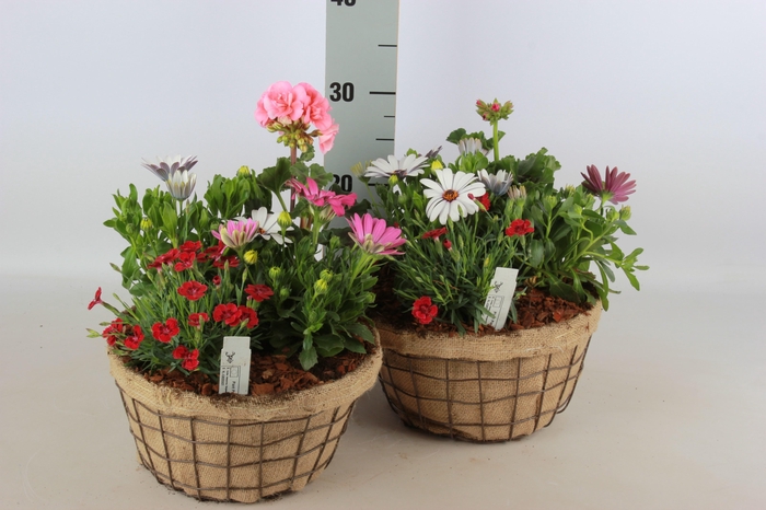 <h4>ARR TUINPLANTEN</h4>