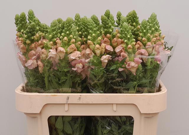 <h4>ANTIR AVIGNON PINK</h4>