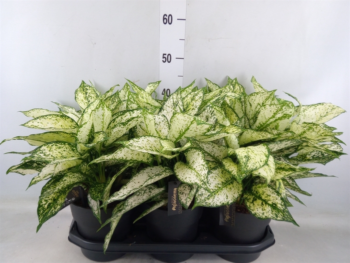 <h4>Aglaonema  'White Kiwi'</h4>