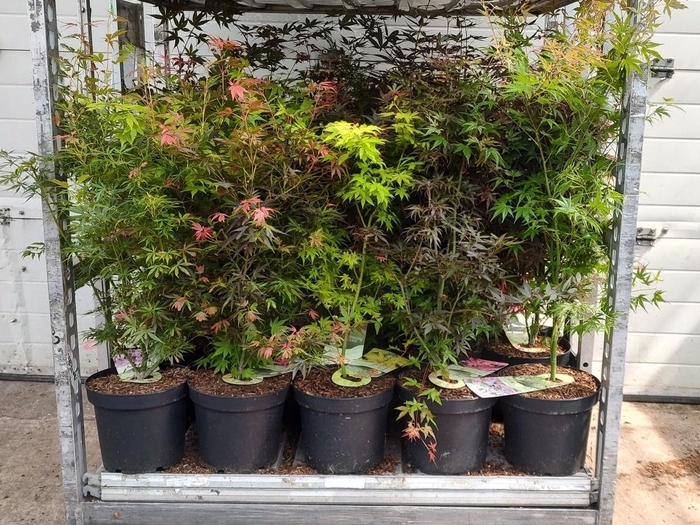 <h4>ACER PALMATUM</h4>