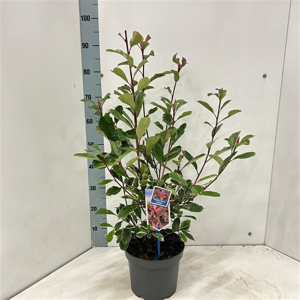 <h4>Photinia fraseri Louise ('McLarlou'PBR)</h4>