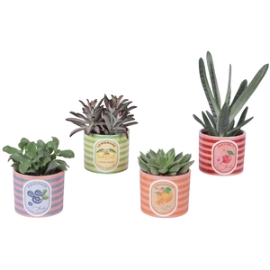 Succulenten mix Ø10,5cm in Ceramic Pot Fresh Fruit Ø12cm