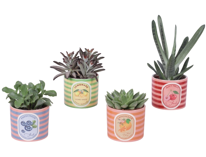 <h4>Succulenten mix Ø10,5cm in Ceramic Pot Fresh Fruit Ø12cm</h4>