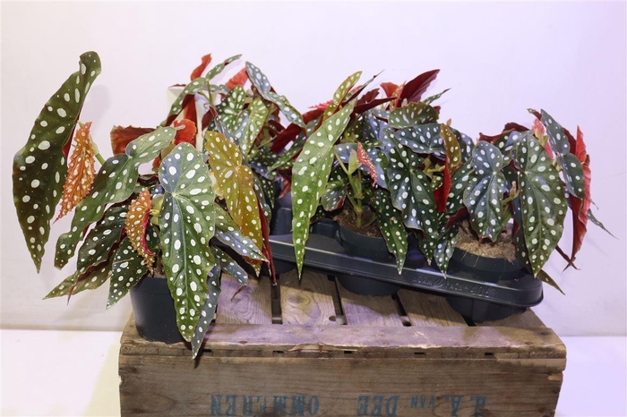 <h4>Beg Maculata</h4>