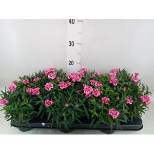 Dianthus  'Oscar Pink And Purple'