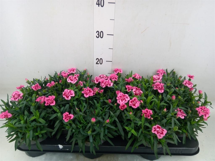 <h4>Dianthus  'Oscar Pink And Purple'</h4>