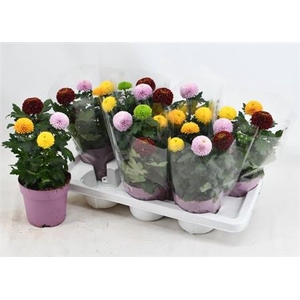 Chrysanthemum (Indicum Grp) Flowerpops mélangé dans pot