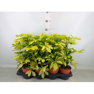 Schefflera arbor. 'Melanie'