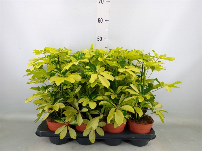 <h4>Schefflera arbor. 'Melanie'</h4>