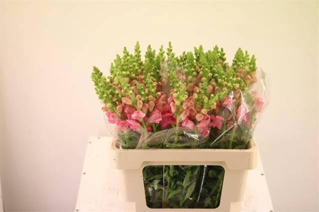 <h4>ANTIR POTO PINK</h4>