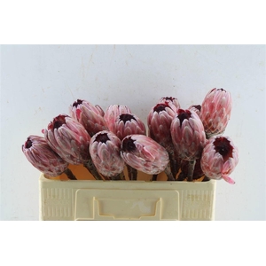 Protea Pink Ice
