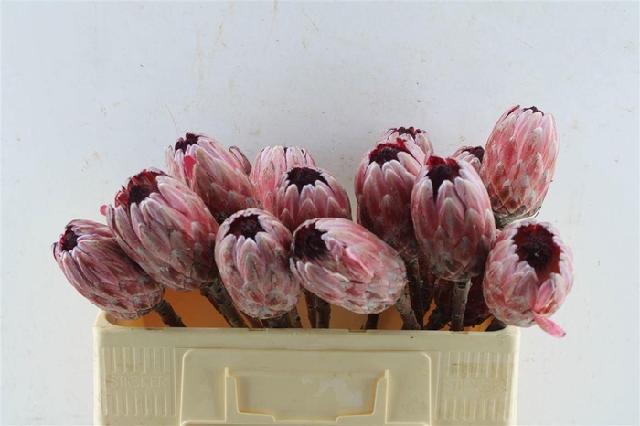 <h4>Protea Pink Ice</h4>