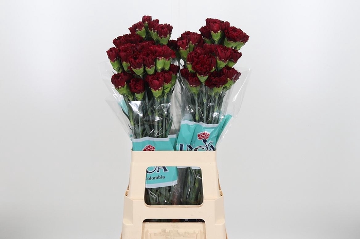 <h4>Di St Zurigo</h4>