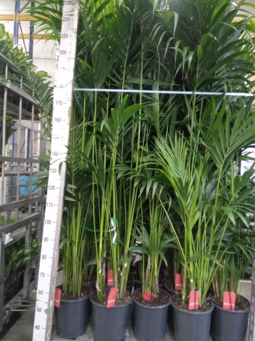 <h4>Howea forsteriana</h4>