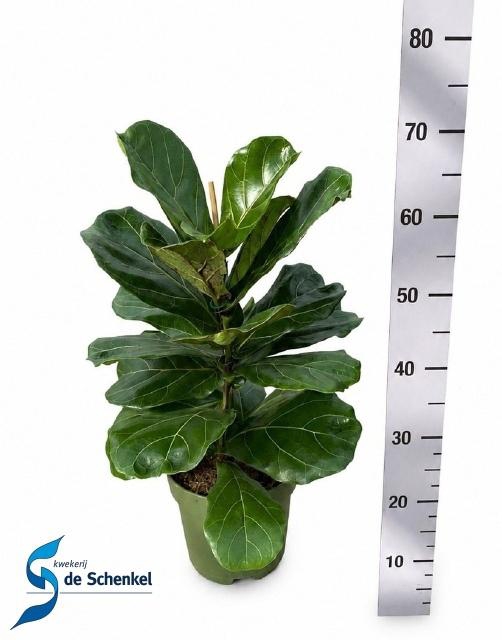 <h4>FICUS LYRATA</h4>