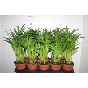 Dypsis Lutescens 15pp
