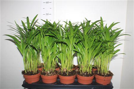 <h4>Dypsis Lutescens 15pp</h4>