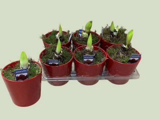 <h4>ARR HIPPEASTRUM</h4>