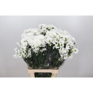 Chrys Sp White (box)