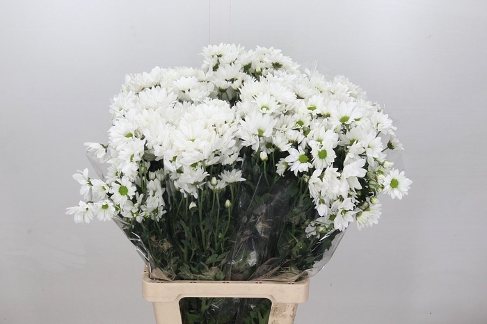 <h4>Chrys Sp White (box)</h4>
