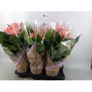 Anthurium andr. 'Pink Explosion'