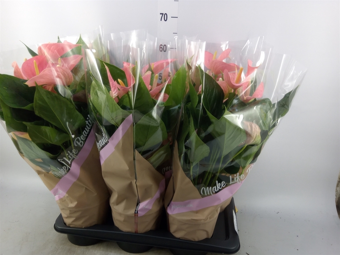<h4>Anthurium andr. 'Pink Explosion'</h4>