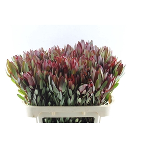 Leucad Saf Sunset Ex