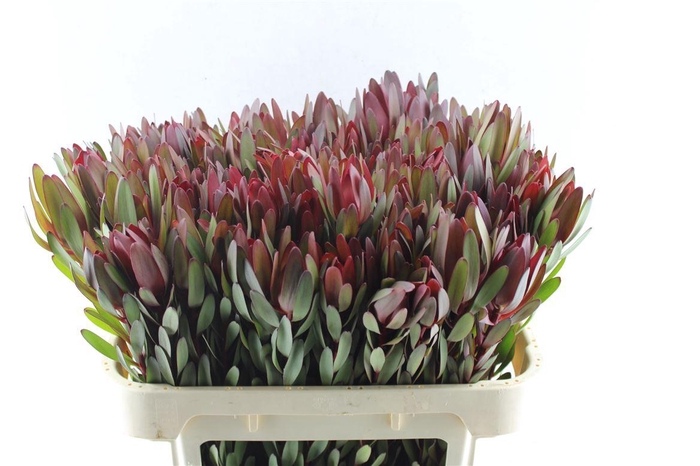 <h4>Leucad Saf Sunset Ex</h4>