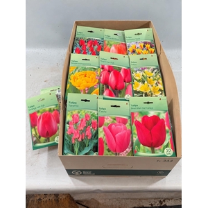 BLOEMBOL TULIPA