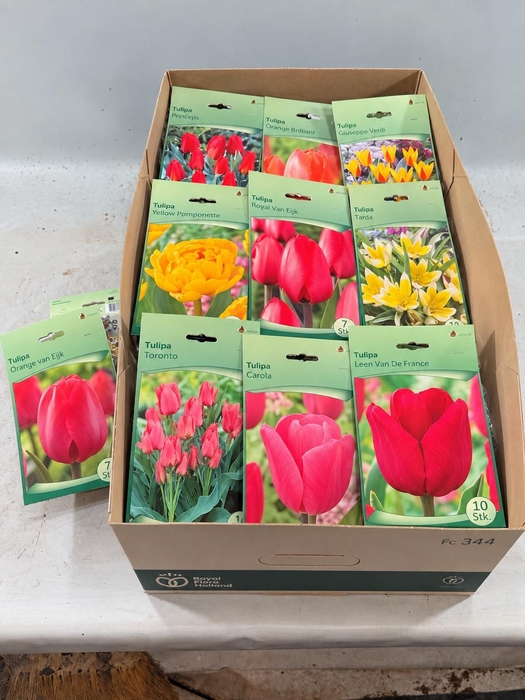 <h4>BLOEMBOL TULIPA</h4>