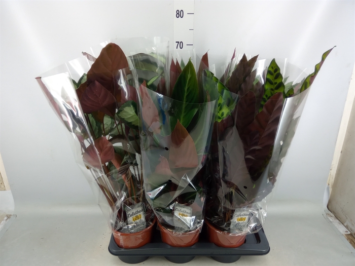 <h4>Calathea   ...mix</h4>