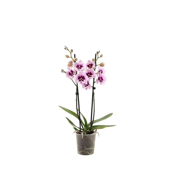 <h4>Phal Aladdin 2T16+</h4>