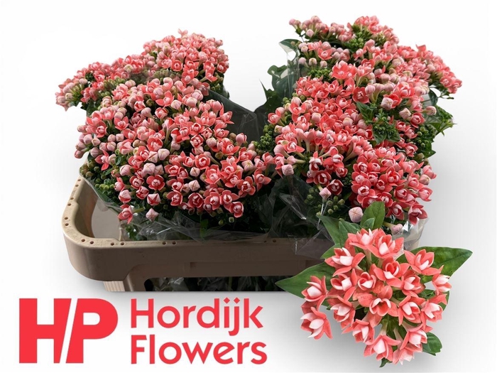 <h4>Bou Du Salmon Imp</h4>