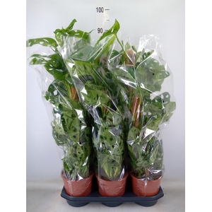 Monstera obliqua 'Monkey Mask'