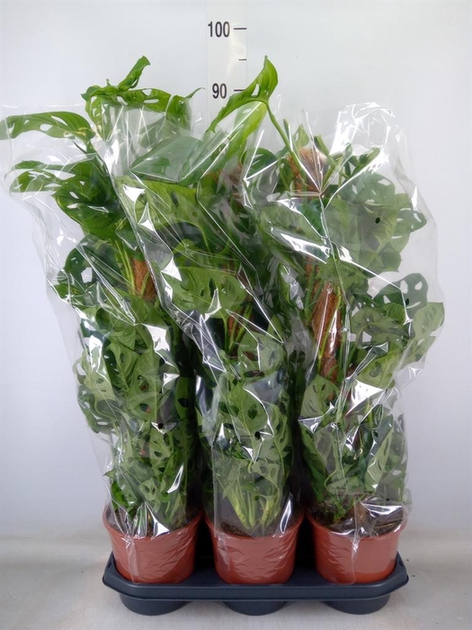 <h4>Monstera obliqua 'Monkey Mask'</h4>