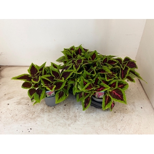 PLEC C MS ALLIG ALLE