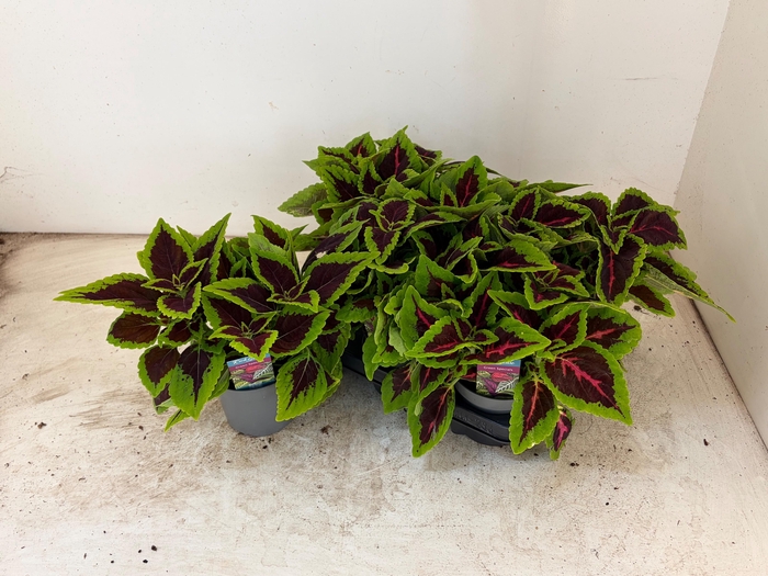 <h4>PLEC C MS ALLIG ALLE</h4>