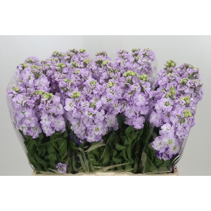 Matthiola incana 'Impala Marine'