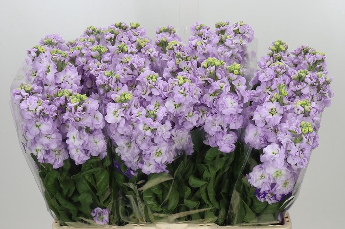 <h4>Matthiola incana 'Impala Marine'</h4>