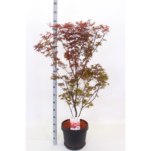 ACER PA SKEET BROOM