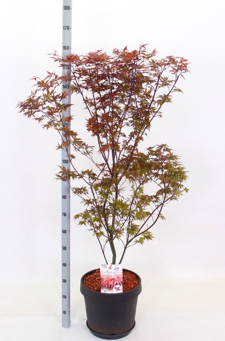 <h4>ACER PA SKEET BROOM</h4>