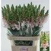 Antirrhinum Nl. Pink Avignon
