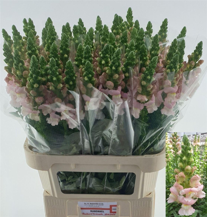Antirrhinum Nl. Pink Avignon