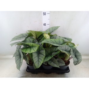 Alocasia  'Platinum'