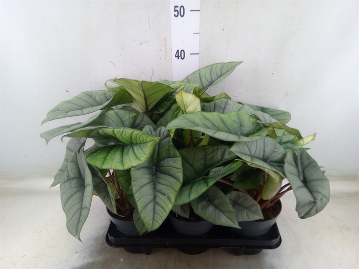 <h4>Alocasia  'Platinum'</h4>