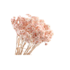 Immortelle Pink