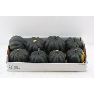 Sier Cuc P Black Cat X8