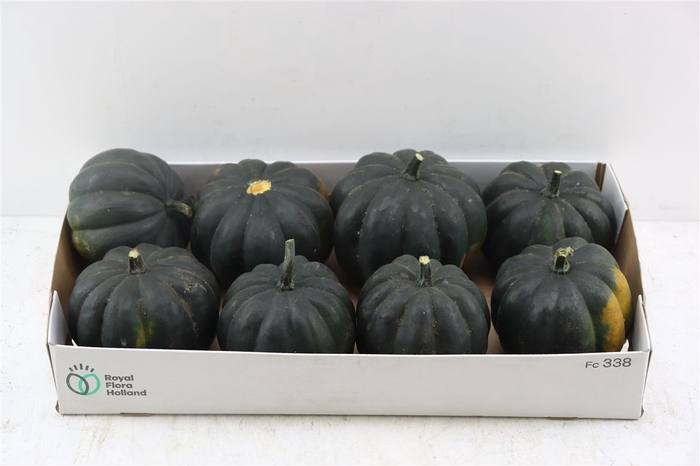 <h4>Sier Cuc P Black Cat X8</h4>